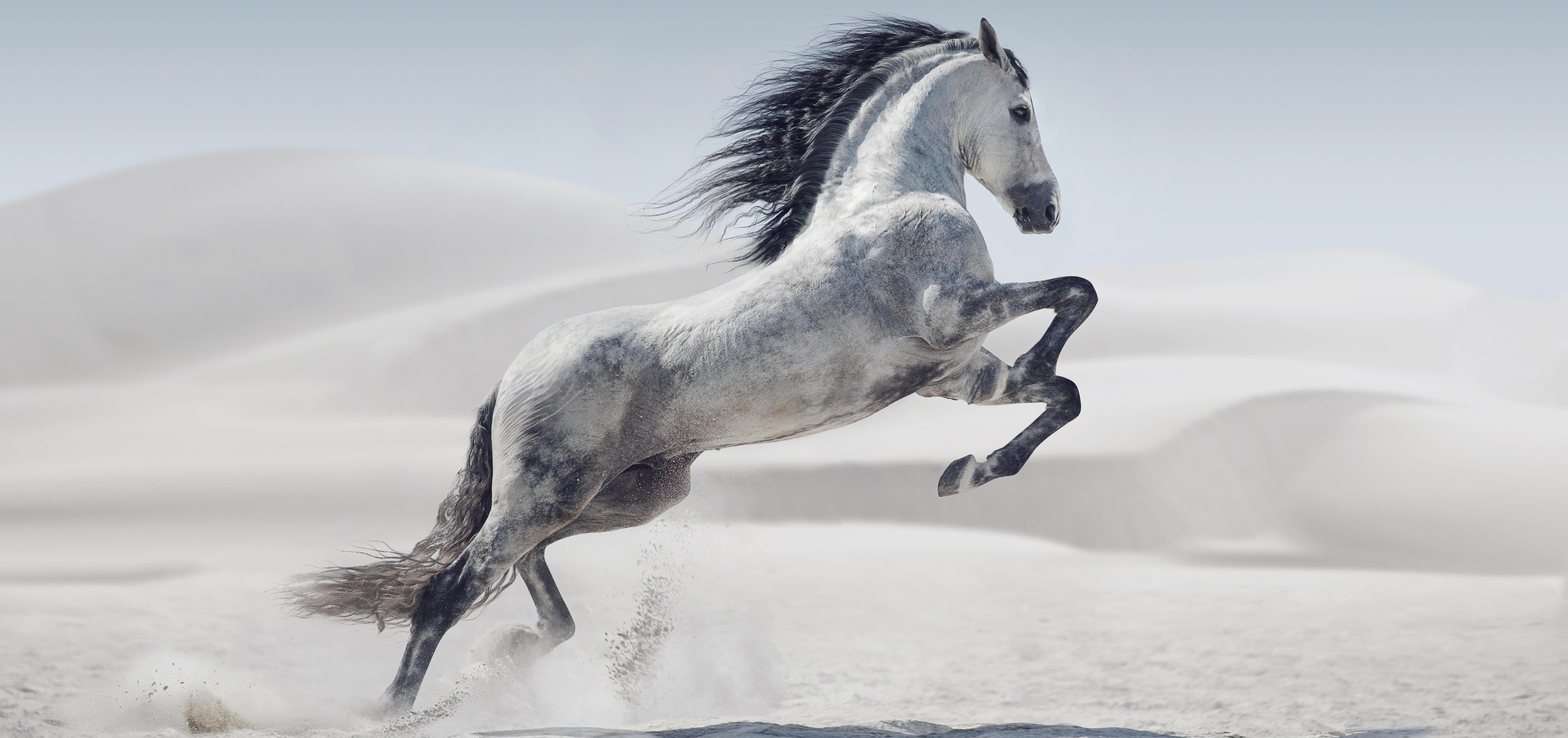 equery muscle building & muscle relaxation for horses equery muscle building & muscle relaxation for horses